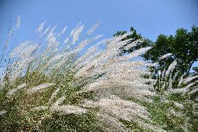 Kans Grass Flower Blooms In Autumn