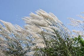 Kans Grass Flower Blooms In Autumn