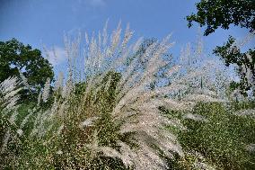 Kans Grass Flower Blooms In Autumn