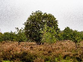 Walking In Nature In The Netherlands.