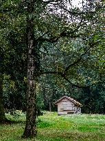 Walking In Nature In The Netherlands.