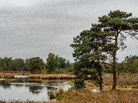 Walking In Nature In The Netherlands.