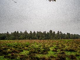 Walking In Nature In The Netherlands.