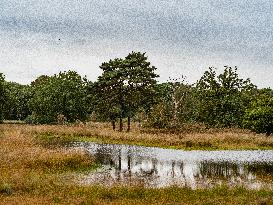 Walking In Nature In The Netherlands.