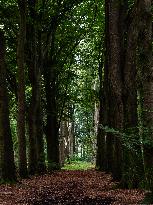 Walking In Nature In The Netherlands.