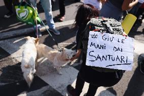 The Protest Of Animal Rights Activists For The Killing Of Pigs In The Shelter Santuario Progetto Cuori Liberi Of Sairano In Mila