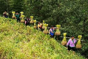 Villagers Carry Freshly Harvested Crops Home in Liuzhou