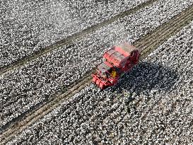 Cotton Harvest in Xinjiang