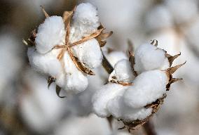 Cotton Harvest in Xinjiang