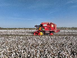 Cotton Harvest in Xinjiang