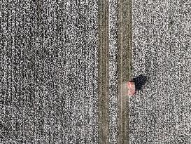 Cotton Harvest in Xinjiang