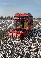 Cotton Harvest in Xinjiang