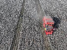 Cotton Harvest in Xinjiang