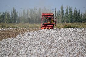 Cotton Harvest in Xinjiang