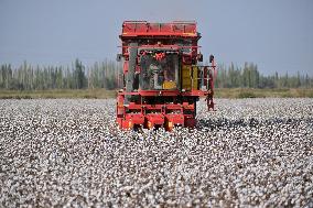 Cotton Harvest in Xinjiang