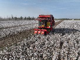 Cotton Harvest in Xinjiang