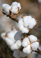 Cotton Harvest in Xinjiang