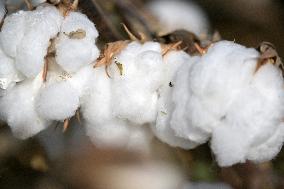 Cotton Harvest in Xinjiang