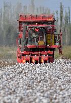 Cotton Harvest in Xinjiang