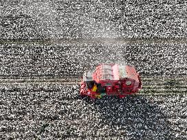 Cotton Harvest in Xinjiang