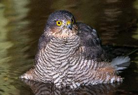 Eurasian sparrowhawk bathing in Bois de Vincennes - Paris