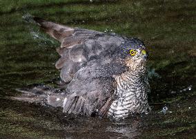 Eurasian sparrowhawk bathing in Bois de Vincennes - Paris