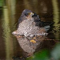 Eurasian sparrowhawk bathing in Bois de Vincennes - Paris