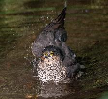 Eurasian sparrowhawk bathing in Bois de Vincennes - Paris