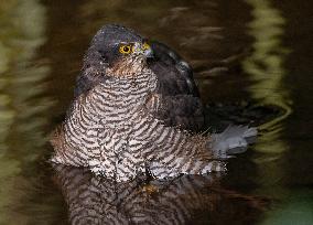 Eurasian sparrowhawk bathing in Bois de Vincennes - Paris