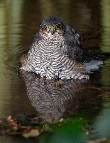 Eurasian sparrowhawk bathing in Bois de Vincennes - Paris