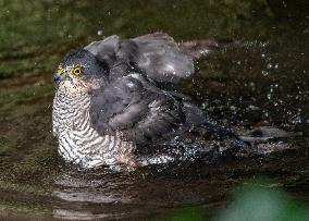 Eurasian sparrowhawk bathing in Bois de Vincennes - Paris