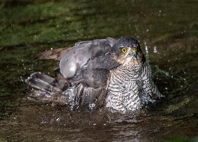 Eurasian sparrowhawk bathing in Bois de Vincennes - Paris