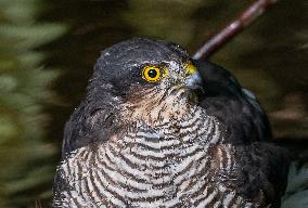 Eurasian sparrowhawk bathing in Bois de Vincennes - Paris