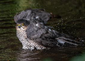 Eurasian sparrowhawk bathing in Bois de Vincennes - Paris