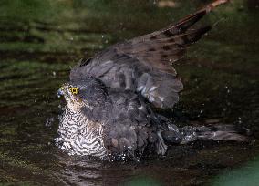 Eurasian sparrowhawk bathing in Bois de Vincennes - Paris