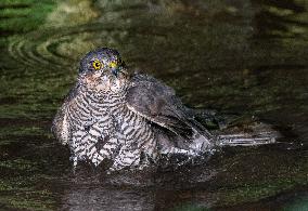 Eurasian sparrowhawk bathing in Bois de Vincennes - Paris