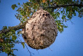 Asian hornet nest in Bois de Vincennes - Paris