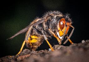 Asian hornet nest in Bois de Vincennes - Paris