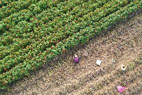 Farmers Harvest Peanuts in A Field in Pingdingshan