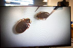 Bedbugs Study - Lyon