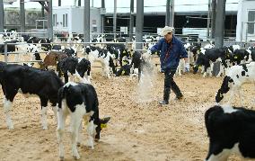 Dairy Farm in Hai 'an