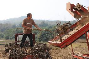 Farmers Harvest Peanuts in A Field in Pingdingshan