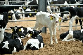 Dairy Farm in Hai 'an