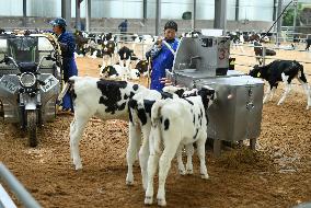 Dairy Farm in Hai 'an