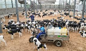 Dairy Farm in Hai 'an