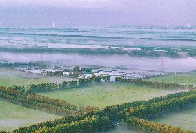 Advection Fog Surrounds a Field in Suqian