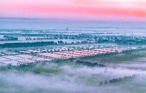 Advection Fog Surrounds a Field in Suqian