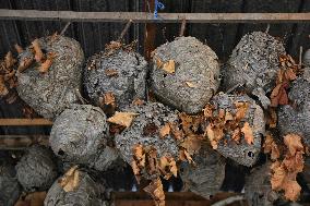 Paper Wasp Nests