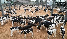 Dairy Farm in Hai 'an