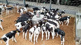 Dairy Farm in Hai 'an